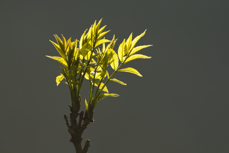 Ash Leaves (c) Mark Hamblin 2020VISION