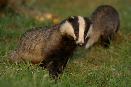 Badgers (c) Andrew Parkinson/2020VISION
