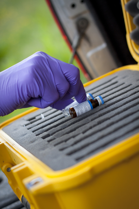 Badger bTB Vaccine (c) Tom Marshall