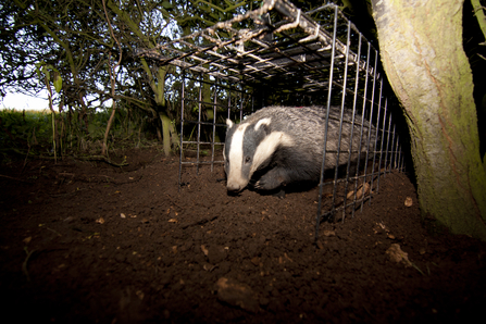Badger Vaccination Release (c) Tom Marshall