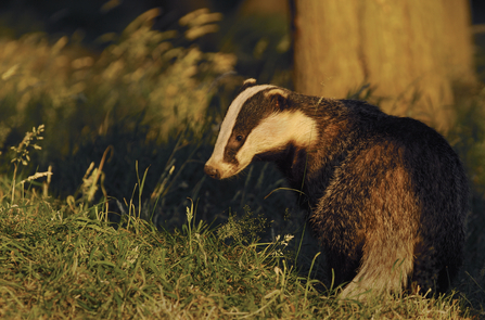 Badger (c) Andrew Parkinson/2020VISION