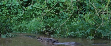 Beavers (c) David Land