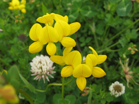 Birds-foot-trefoil (c) Lee Schofield