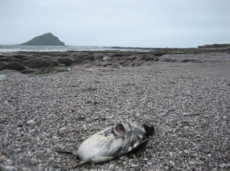 Dead Seabird at Wembury (c) Lissa Batey