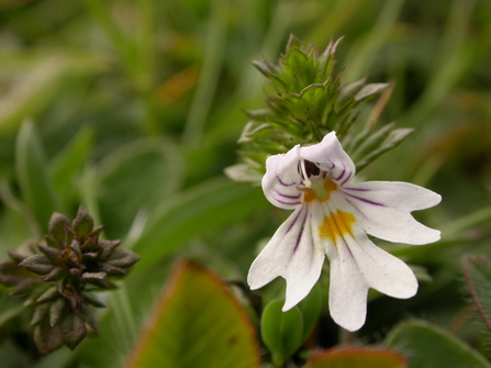 Eyebright (c) Philip Precey