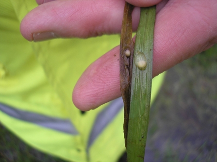 Smooth and Great Crested Newt eggs