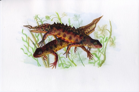 Great Crested Newts (c) Jeremy Wyatt