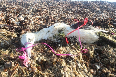 Bird in Plastic