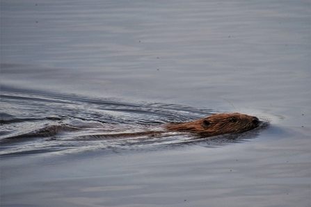 Beaver Loch of the Lowes (c) Joanna Lindsay