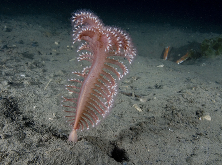 Phosphorescent sea pen