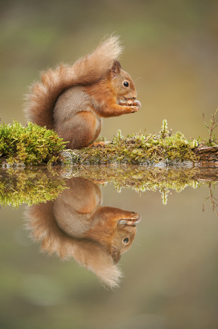 Red Squirrel (C) Mark Hamblin