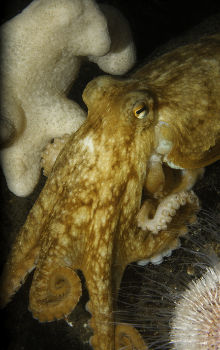 Common octopus