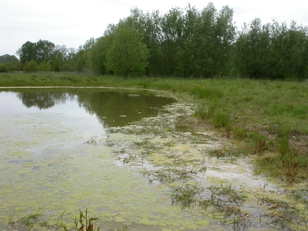 Shallow Pool (c) Philip Precey