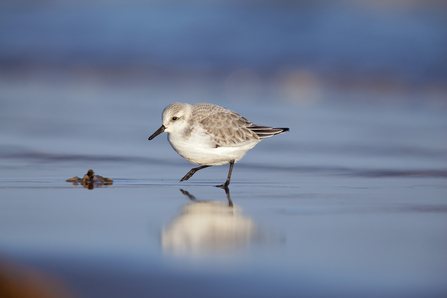 Sanderling Neil Aldridge