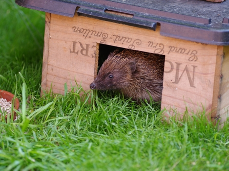 Hedgehog house (c) Gillian Day