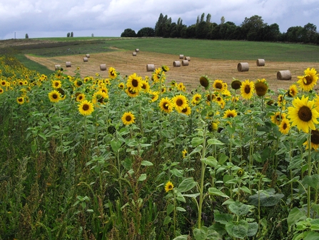 Sunflowers at Lower Smite Farm (c) Zoe Stevens