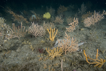Sea fans and sponges