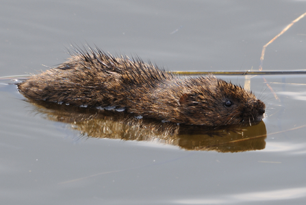 Water Vole (c) Amy Lewis