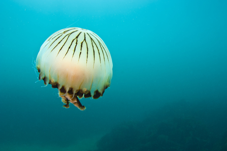 Identify Uk Jellyfish The Wildlife Trusts