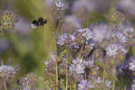 Bee nectaring on scorpion weed (c) Chris Gomersall/2020VISION