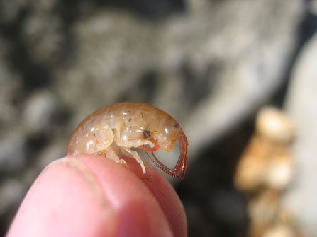 Sand hopper
