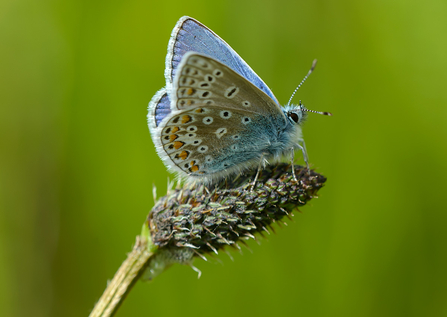 Blue butterfly the wildlife trusts