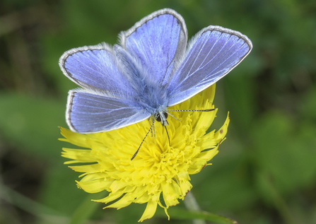 Blue beacon