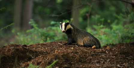 Badger in woods the wildlife trusts