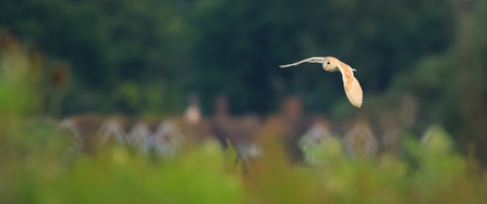 Barn owl flying near houses, The Wildlife Trusts