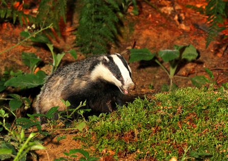 Badger the wildlife trusts