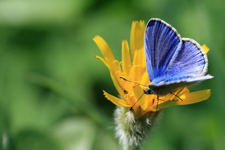 Blue butterfly on yellow flower the wildlife trusts
