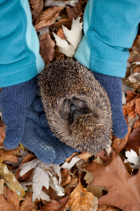 Hedgehog being held in gloved hands in autumn leaves, The Wildlife Trusts