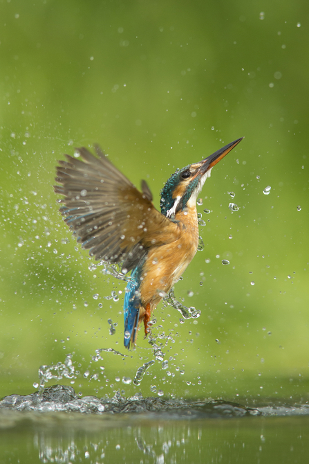 Kingfisher emerging from water, the Wildlife Trusts