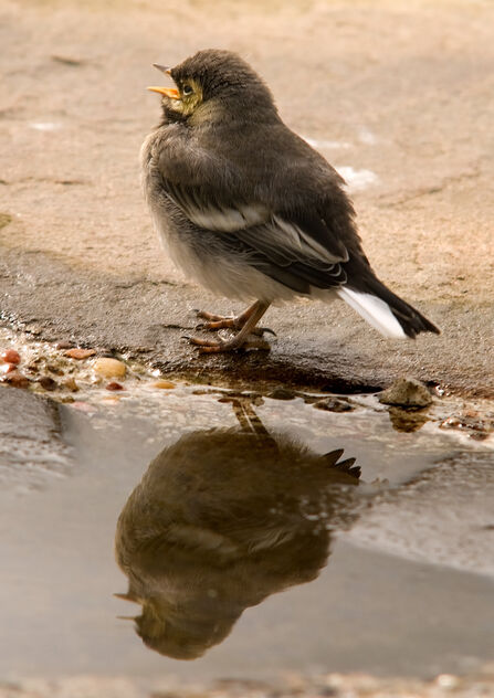 Injured bird advice | The Wildlife Trusts