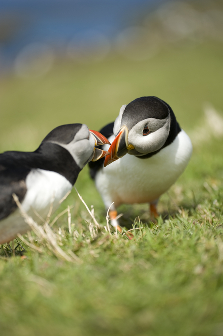 Puffin Bills Glow