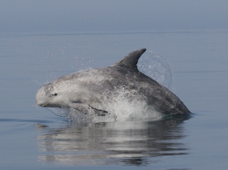 Risso's dolphin