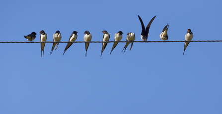 Bird migration | The Wildlife Trusts