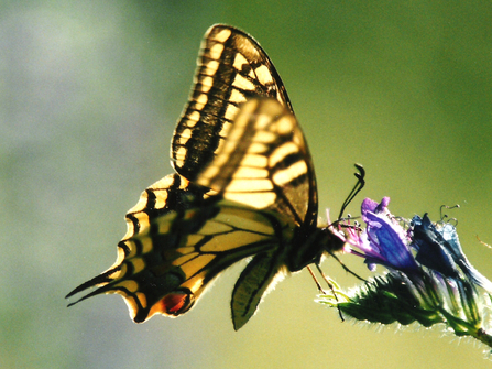 Swallowtail butterfly feeding on purple flower, The Wildlife Trusts