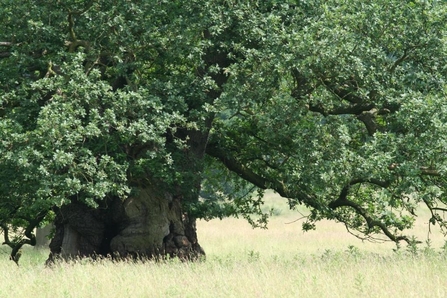 Veteran oak tree in a field, The Wildlife Trusts