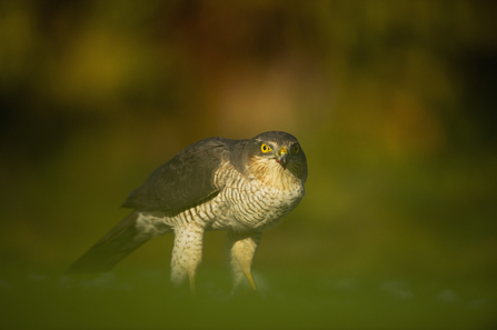 Where to see birds of prey