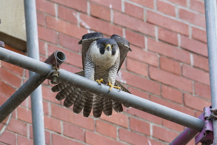 BBC Blogs - Springwatch - Wing Tips: Identifying our birds of prey