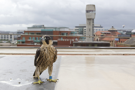 BBC Blogs - Springwatch - Wing Tips: Identifying our birds of prey