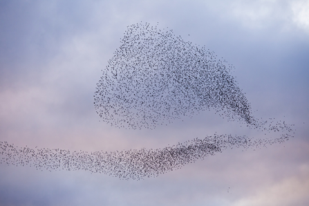 A murmuration of starlings coming in to roost, The Wildlife Trusts