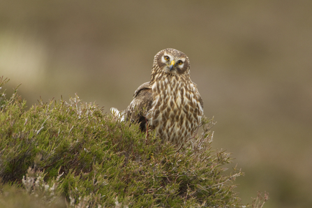 Bird of Prey Calls and Identification UK - Woodland Trust