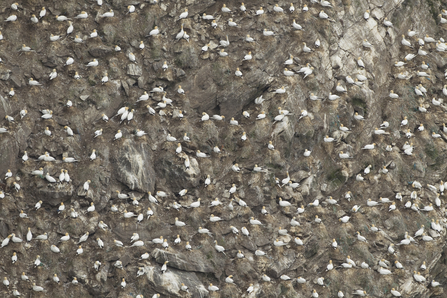 Gannet colony on cliffs, The Wildlife Trusts