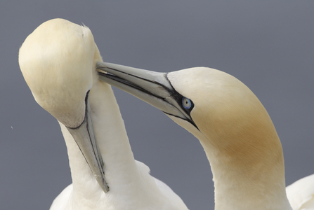 Gannet pair grooming, The Wildlife Trusts