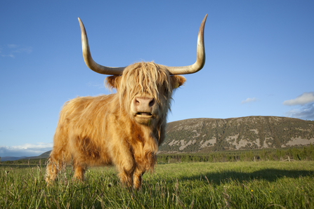 Highland cow Wildlife Trust