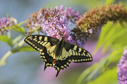 Swallowtail butterfly on pink buddleia flowers, The Wildlife Trusts