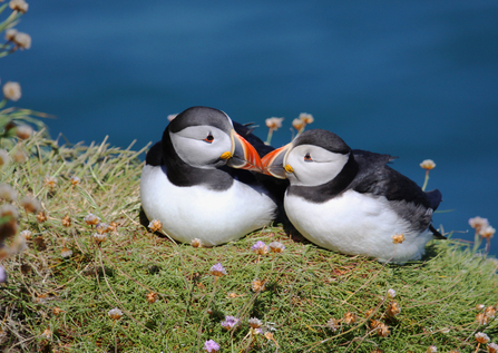 Pair of puffin mates The Wildlife Trusts
