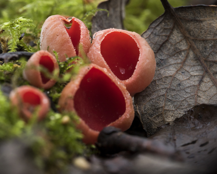 find fungi the wildlife trusts